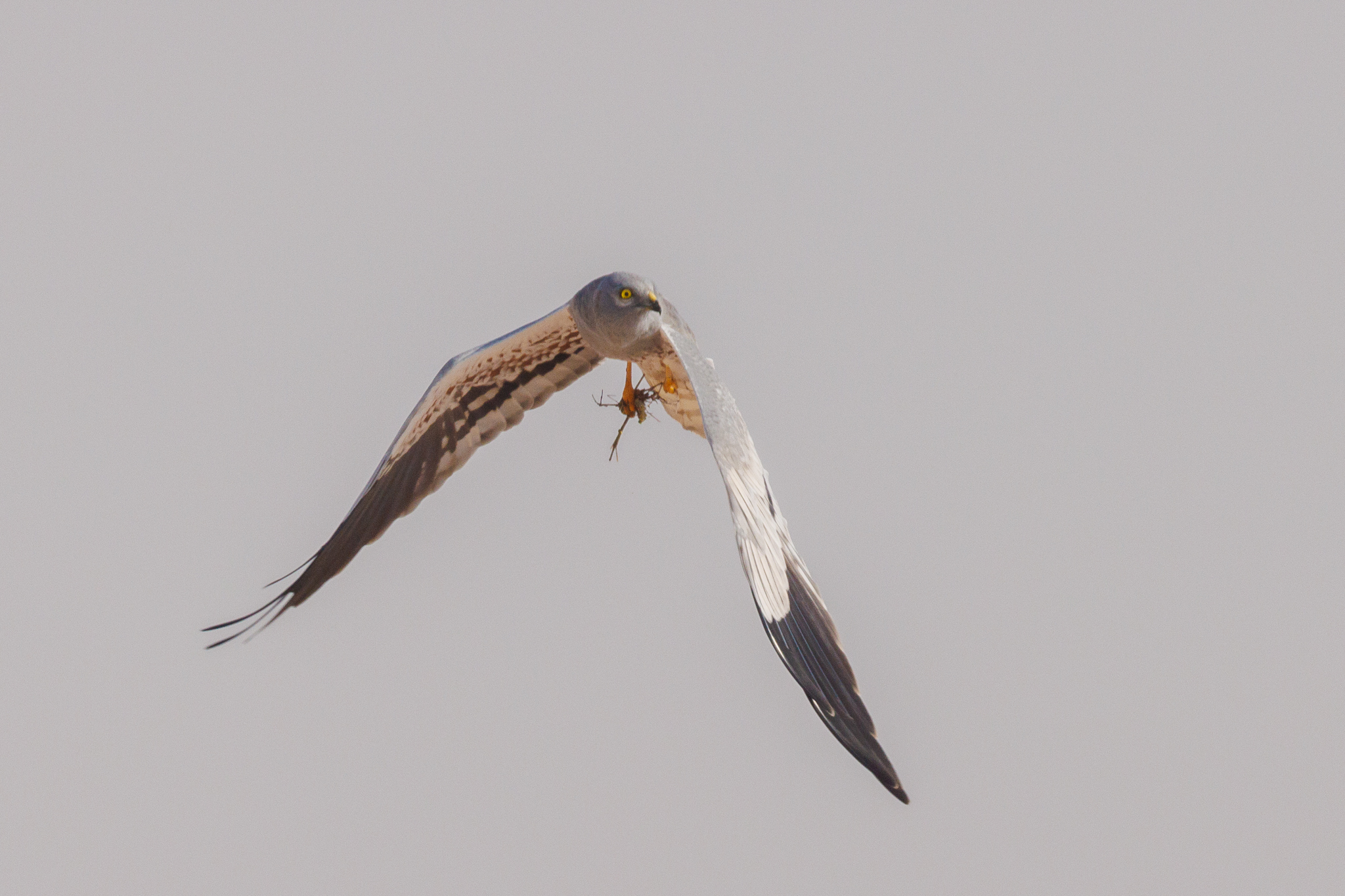 Montagu's Harrier, a male in flight