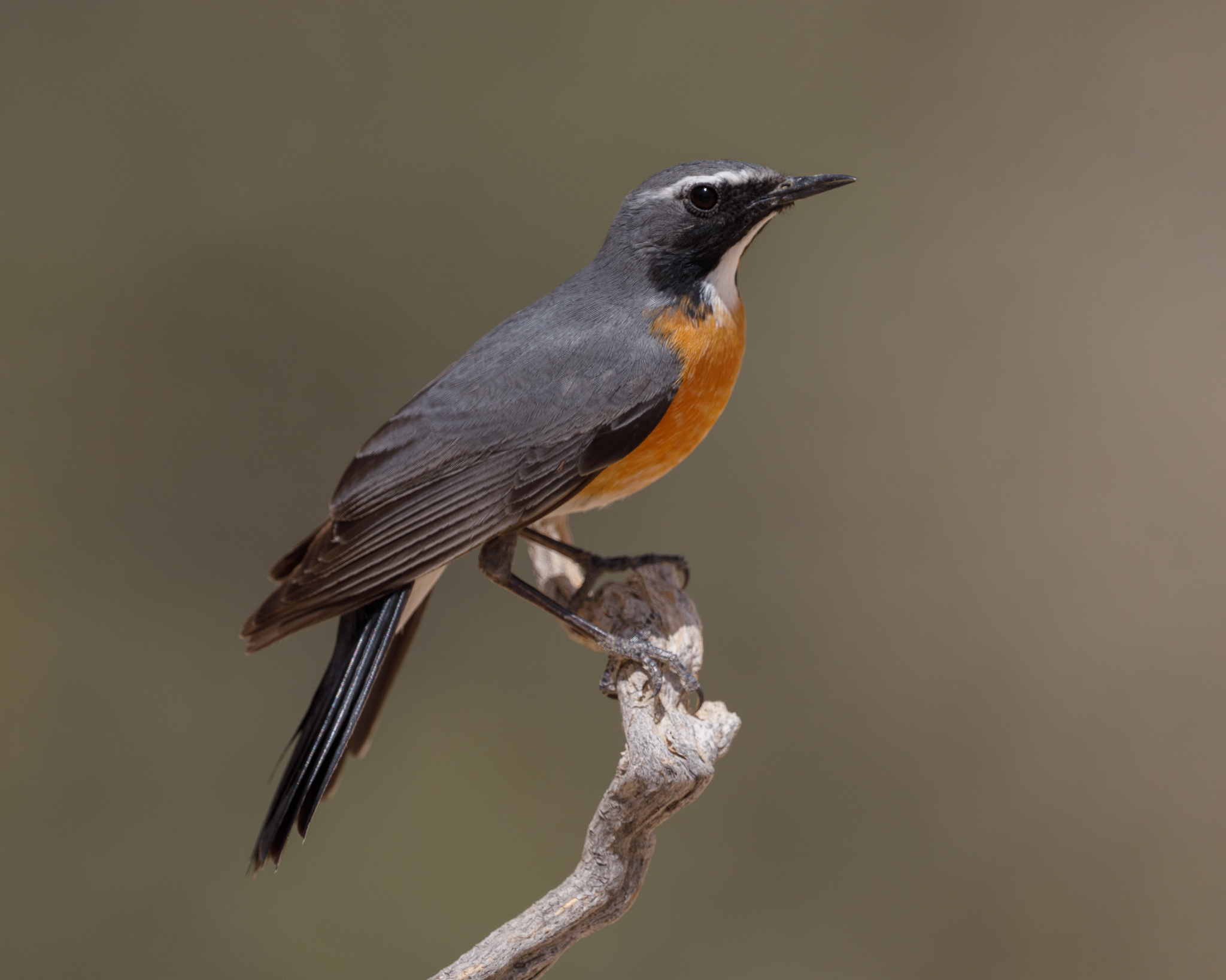 white-throated robin perched on a stick